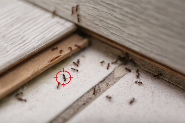Best Affordable Pest Control Services  in Daly City, CA