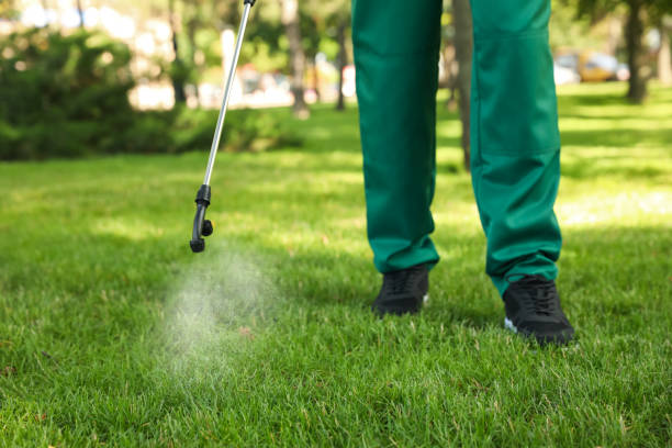 Best Termite Control Services  in Daly City, CA
